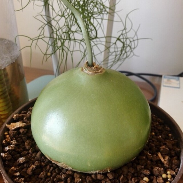1111076 蝈蝈