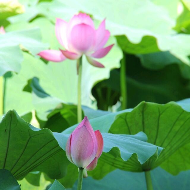 1111233 jf.zhao