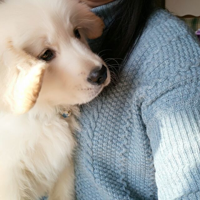 1111302 雾锁秋