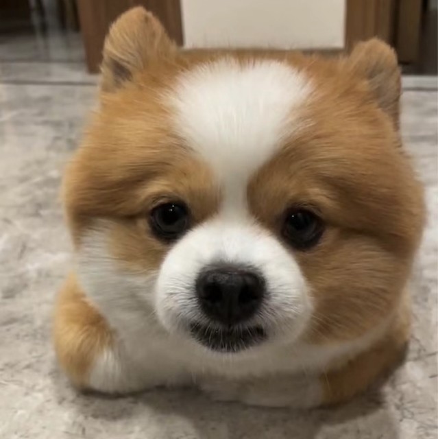1111736 烁kaka