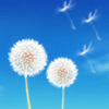 1113819 ≈清の風≈