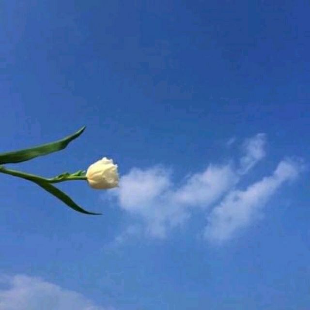 1114686 牧云聆风