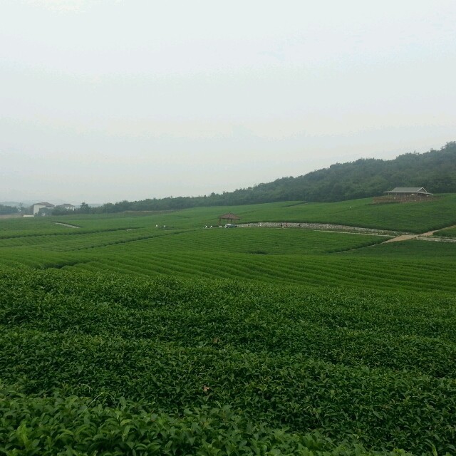 1116620 郁跃