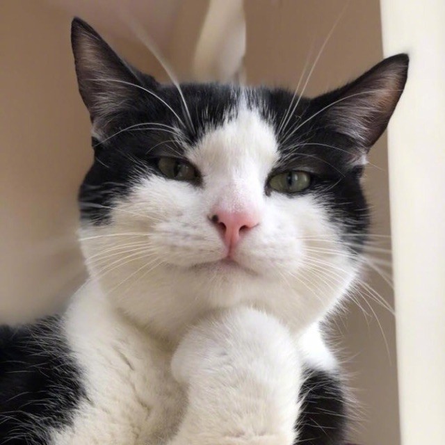 1117382 懒猫