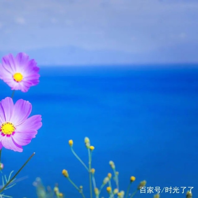 1117801 宝仪JUDY