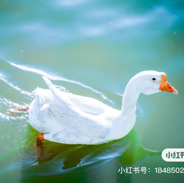 1118332 包包