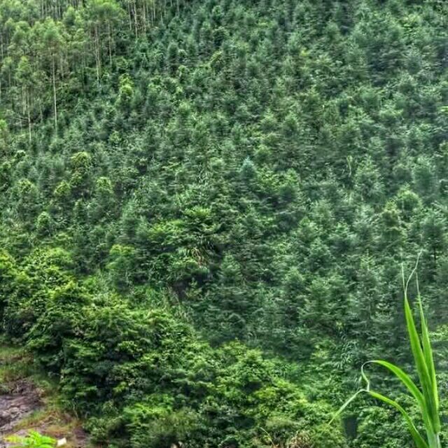 1118423 劲草