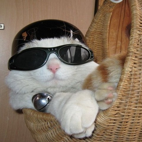 1119636  K书猫 