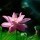 1119831 Lily