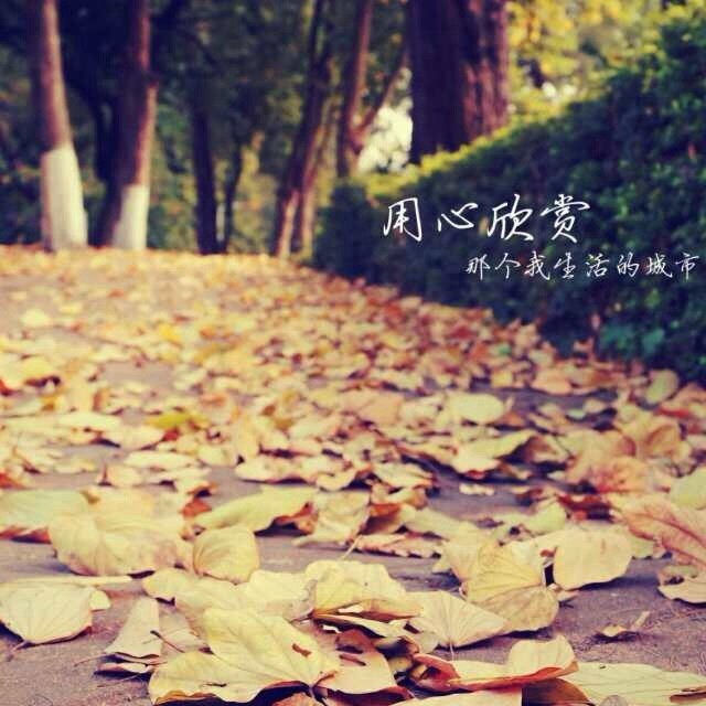 1121236 松鼠尾