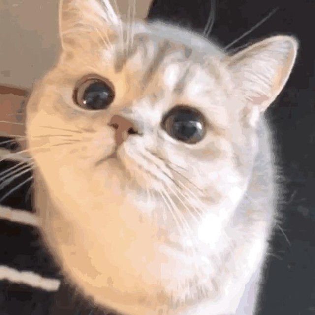 1123283  妞儿 ◕‿◕