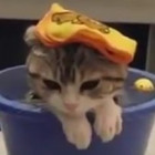 1123464 獵戶座