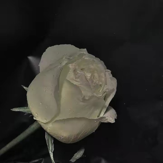 1123888 曾一洪