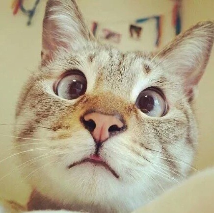 1124875 猫爸爸、