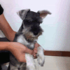 1125099 木白