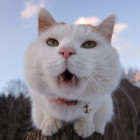 1126487 猫哥