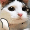 1126540 小猫の喵~
