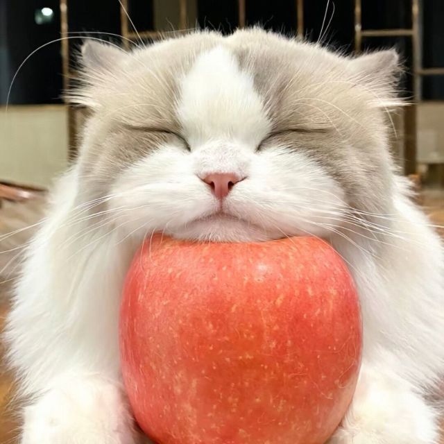 1126960 ʚ石榴和柚子ɞ