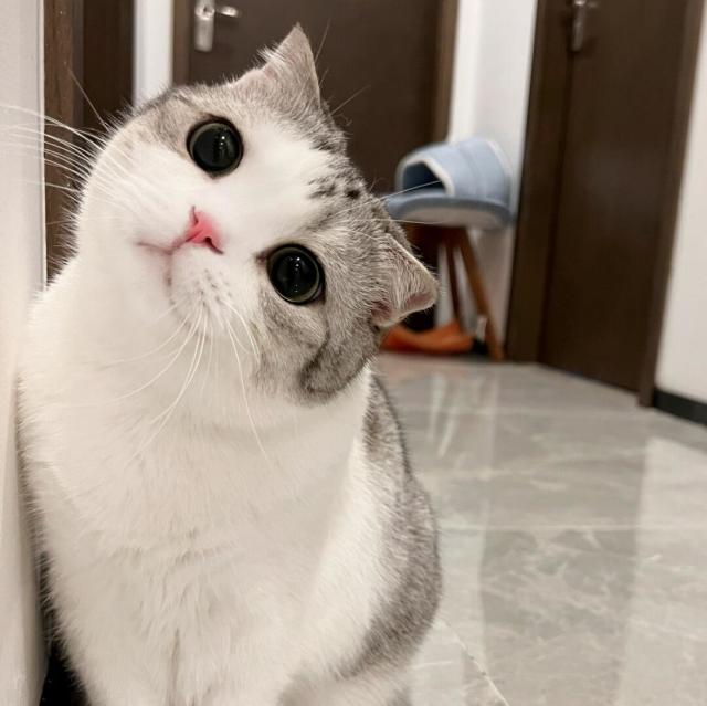 1128683 盗草人