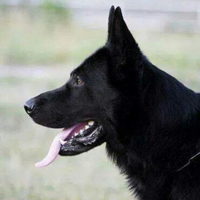 1128893 阿烈/东德护卫犬