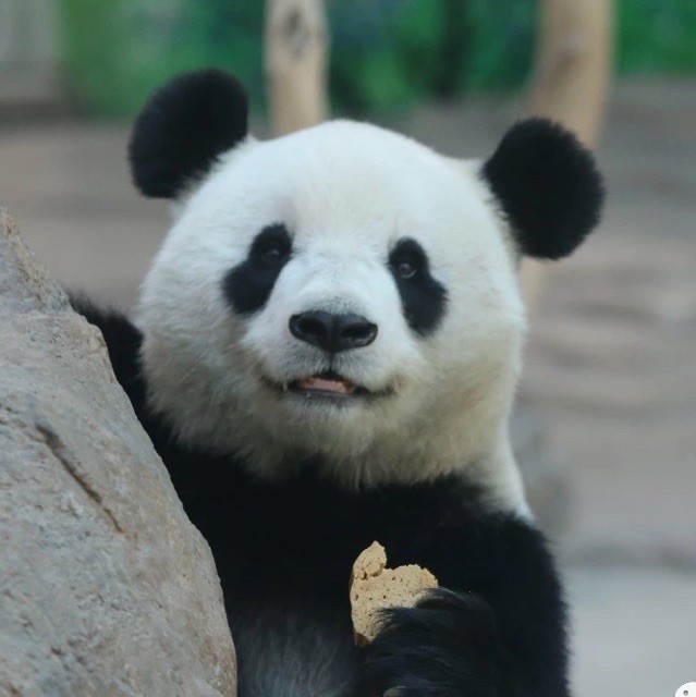 1129217 伊伊