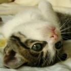1130264 viv