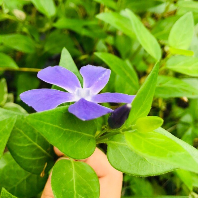 1130506 菲菲