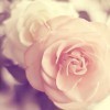 1131909  ❀ 