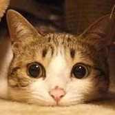1132027 Felix