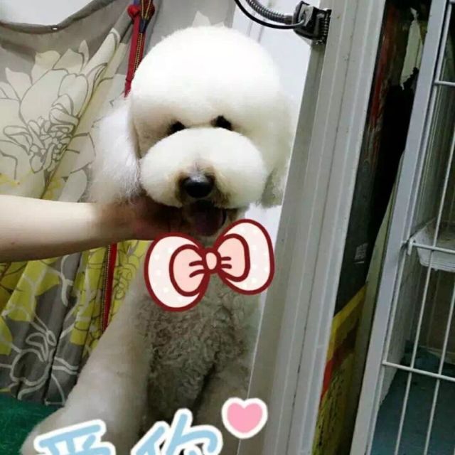 1133397 青米