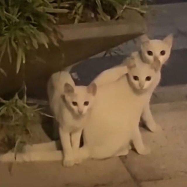 1133948 。。。。。。