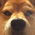 1135258 失控的胖子