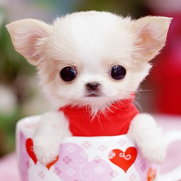 1135579 TinG``~
