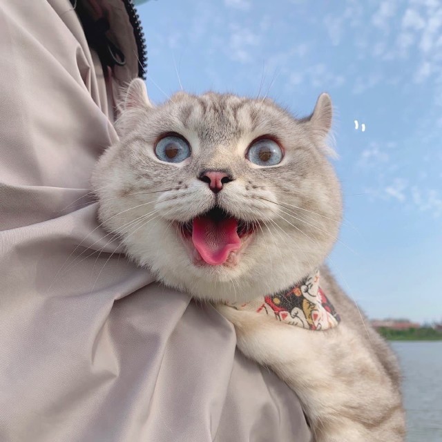 1136196 难仂