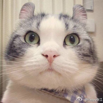 1137705 薰
