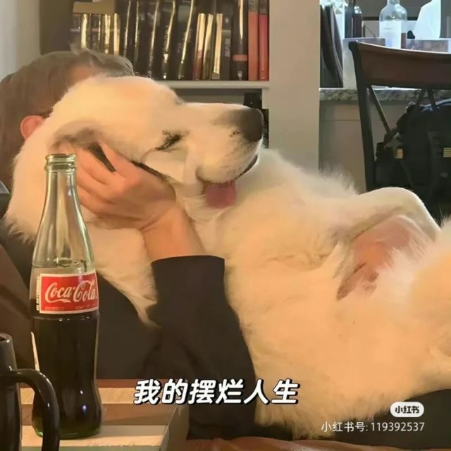 1139511 野狼户外