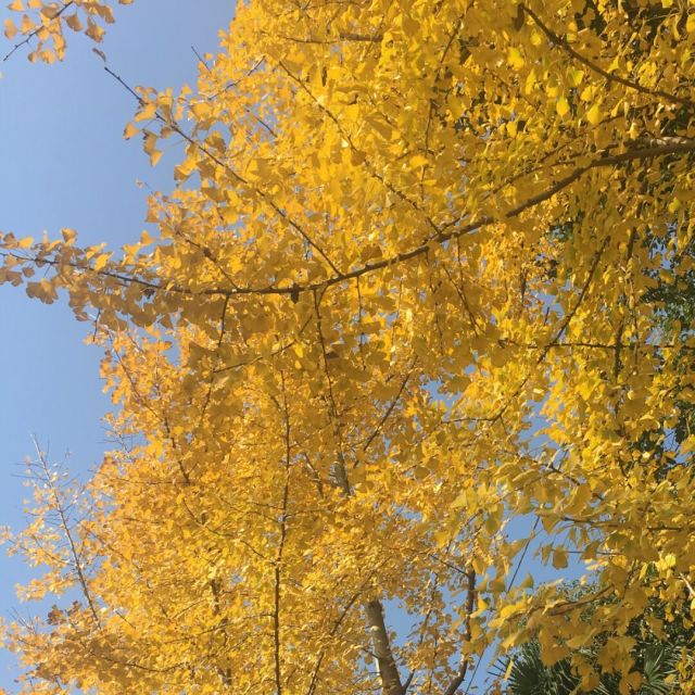 1141139 骞
