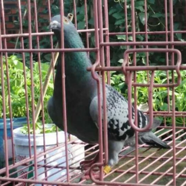 1141999 猛犬鸽舍