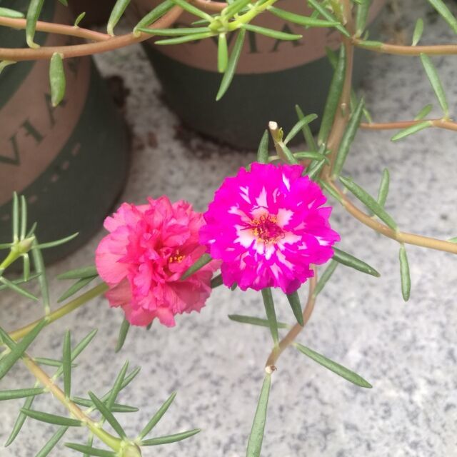 1144507 酽茶清心