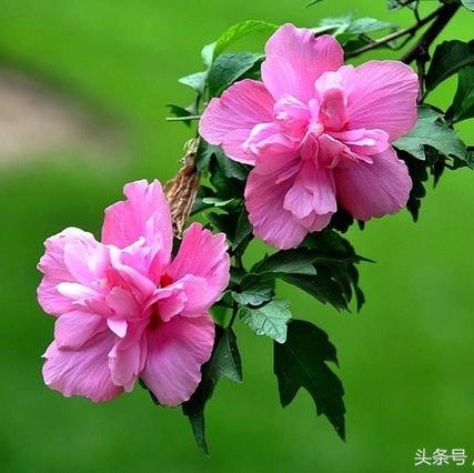1149050 微笑象太阳
