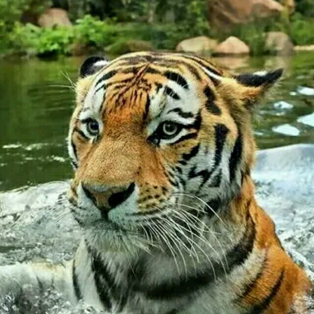 1150712 乌裕尔