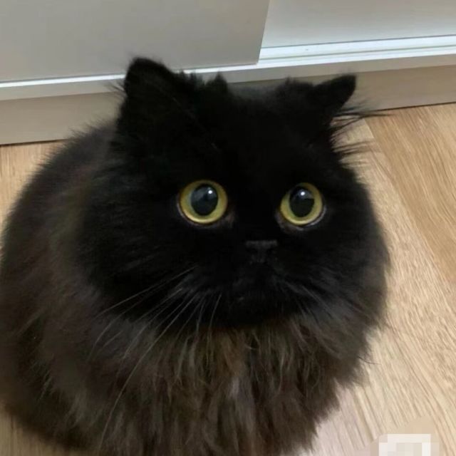 1150991 西北狼