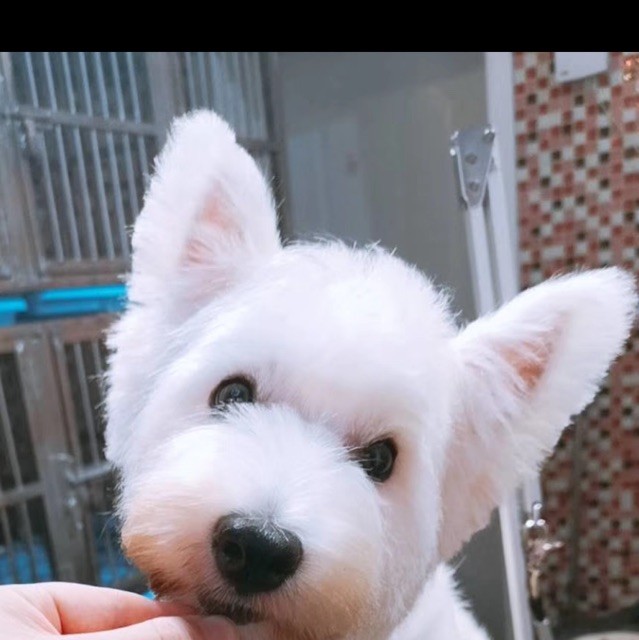 1151320 荼靡花事了