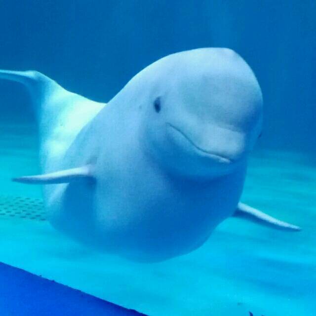 1151931 幸福的鱼