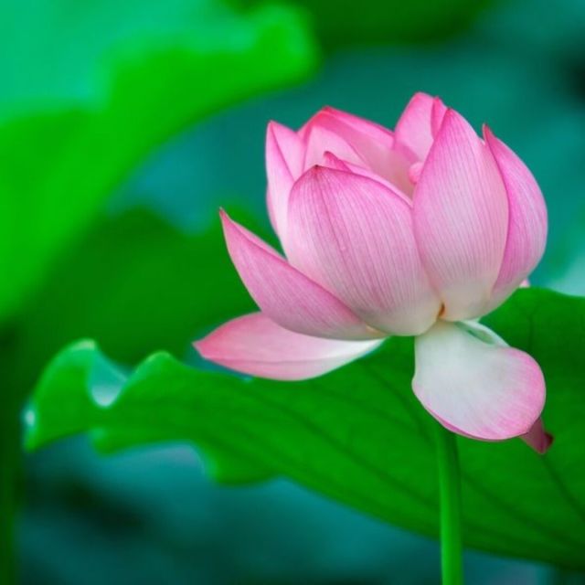 1152316 会须君子折，佩里作芬芳