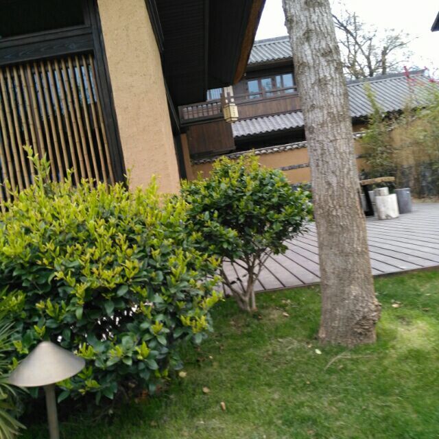 1152541 柠檬加醋