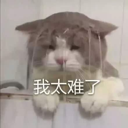1153818 (｡･ω･｡)