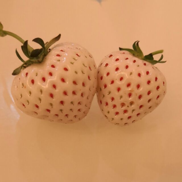 1154039 冰思绕指柔