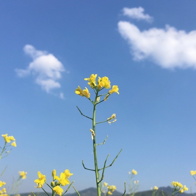 115518 一叶知秋