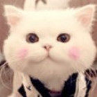 1155608 烽火狼烟